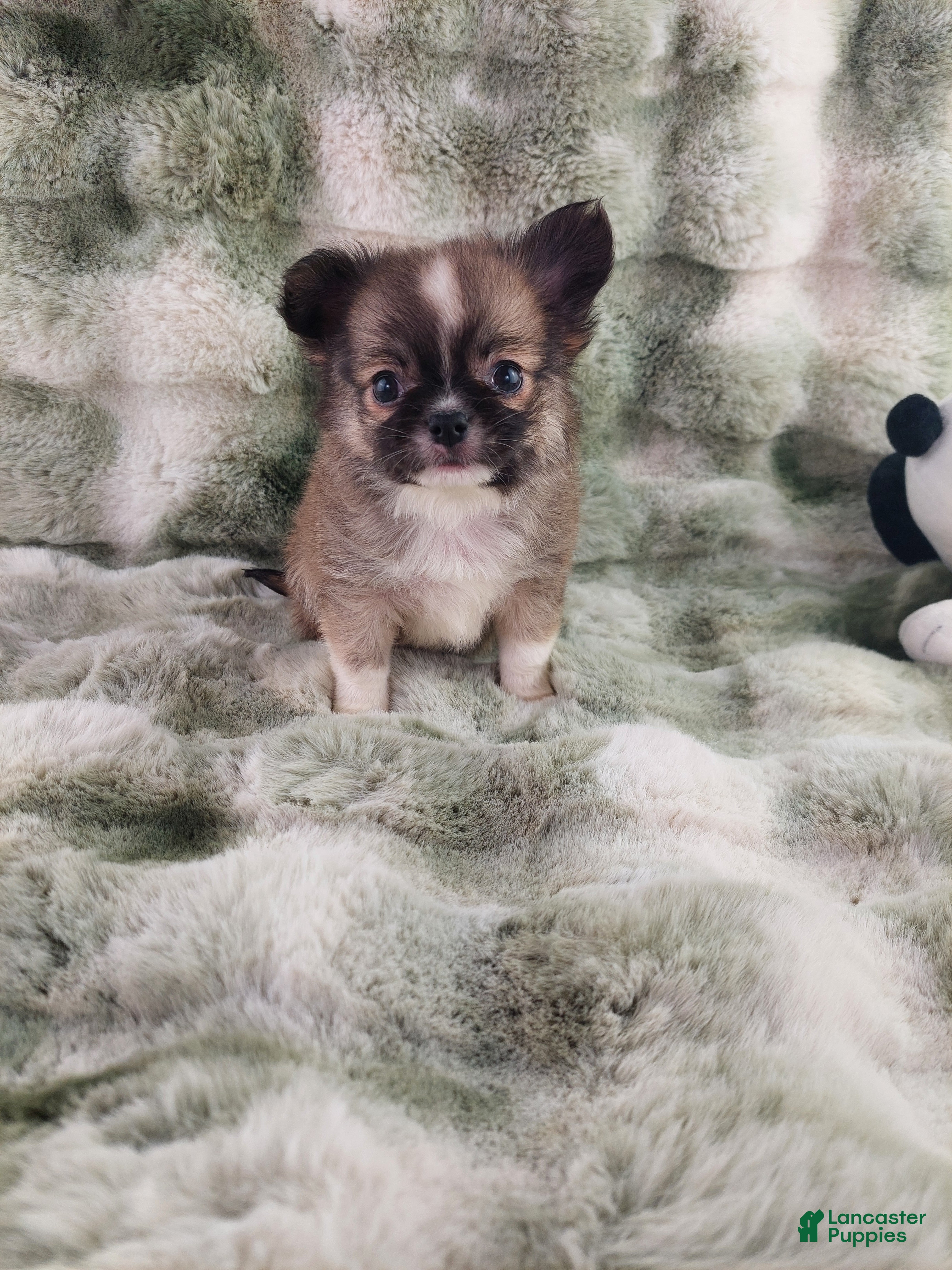 Chihuahua dogs AKC Basil - Ad 1