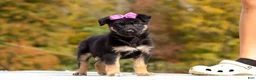 German Shepherd dogs for sale: Renae - Ad 3