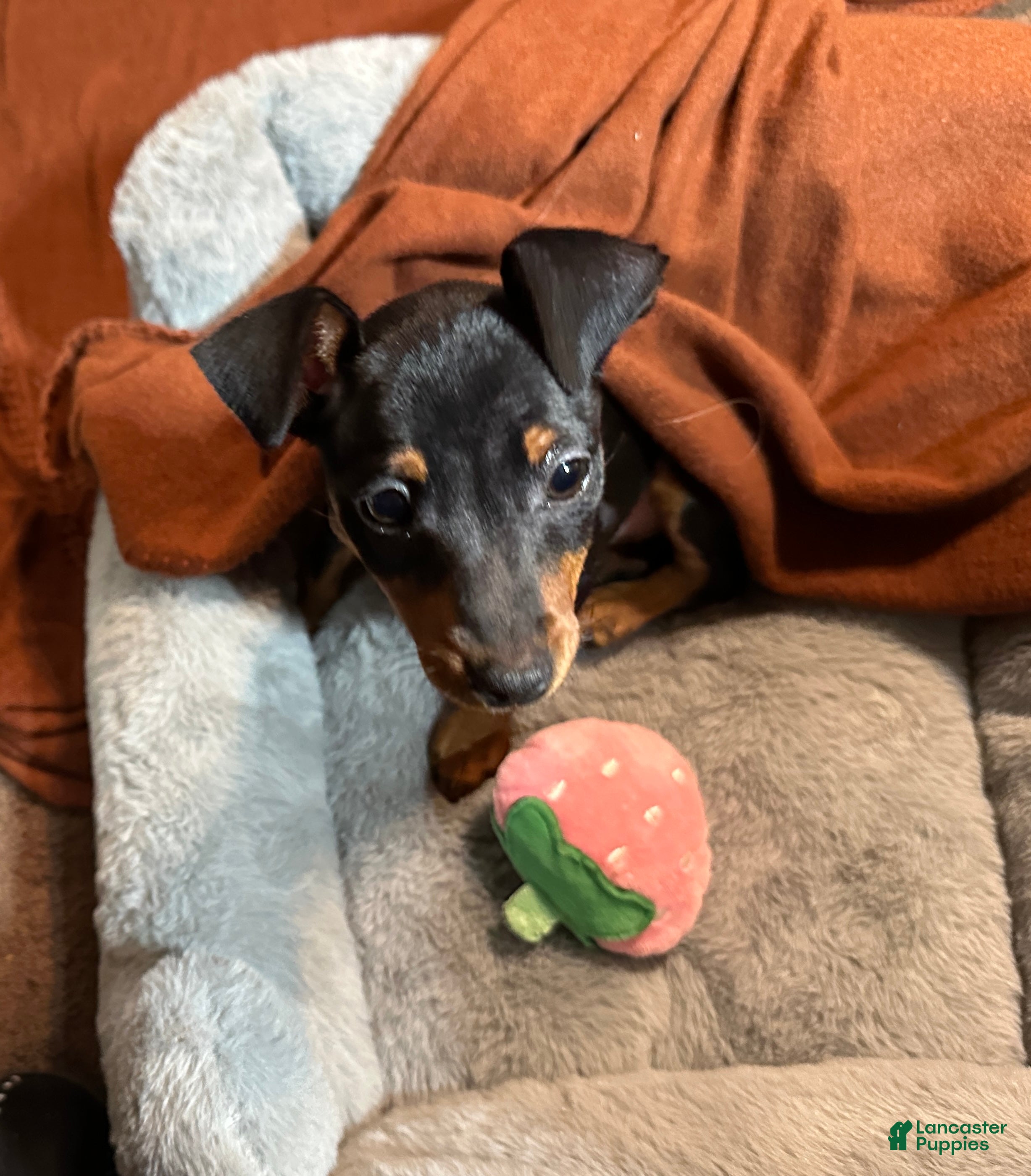 Miniature Pinscher dogs Breezy - Ad 2