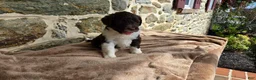 Portuguese Water Dog dogs for sale: Mary - Ad 9