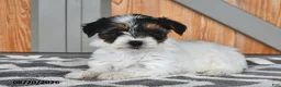 Mixed Breed dogs for sale: Amy - Ad 2