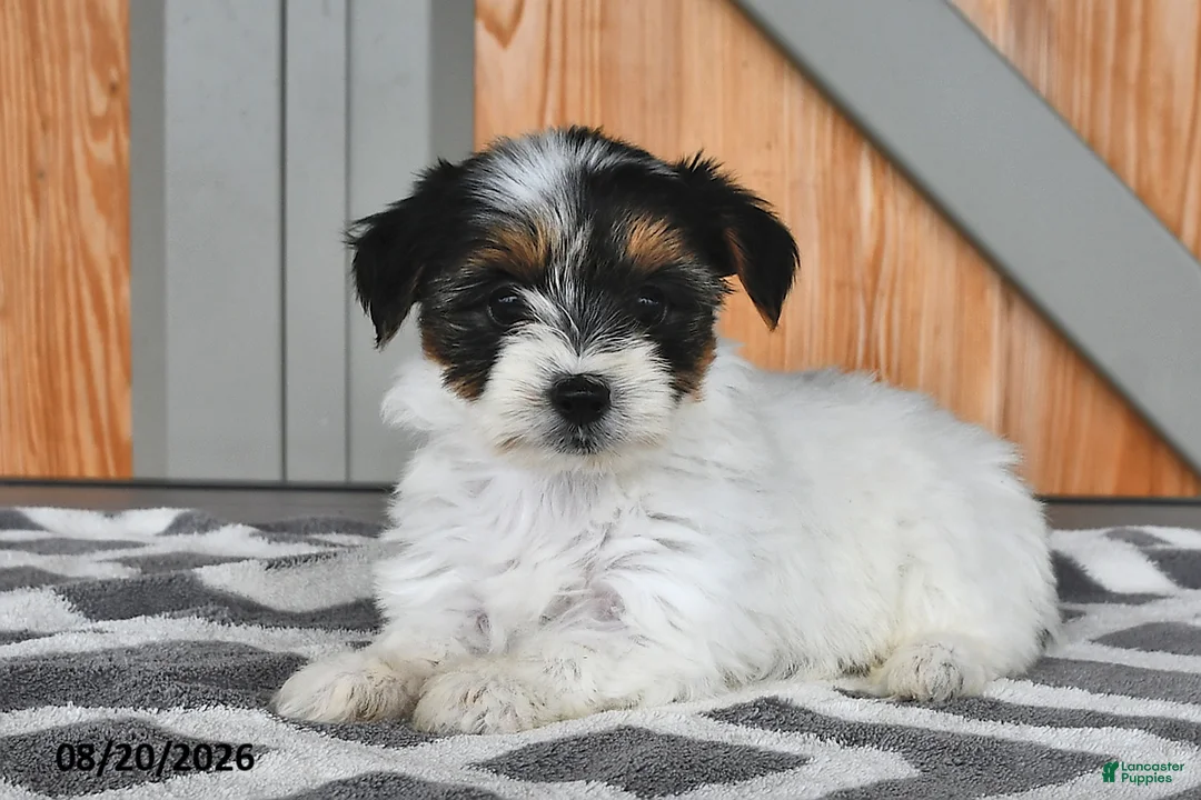 Mixed Breed dogs for sale: Amy - Ad 2