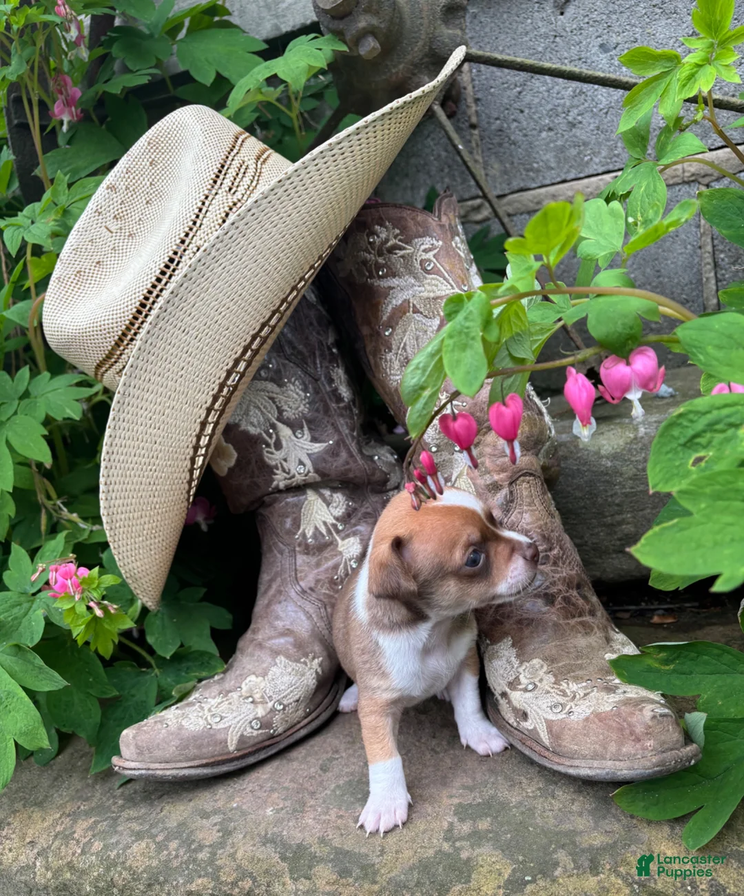 Chihuahua dogs for sale: Edward - Ad 2