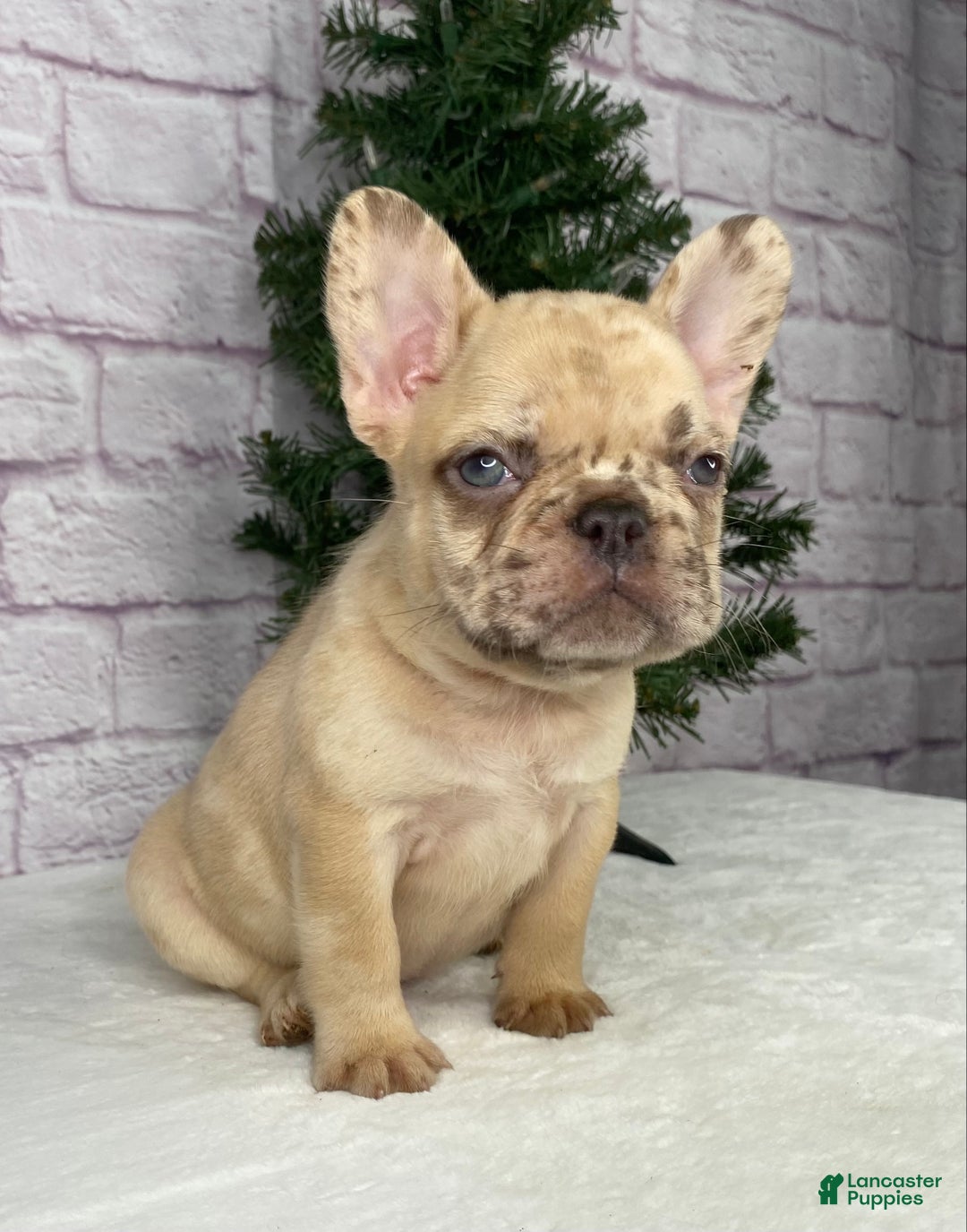 French Bulldog dogs for sale: April - Ad 3