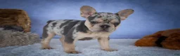 French Bulldog dogs for sale: Tinsley🎀 - Ad 7