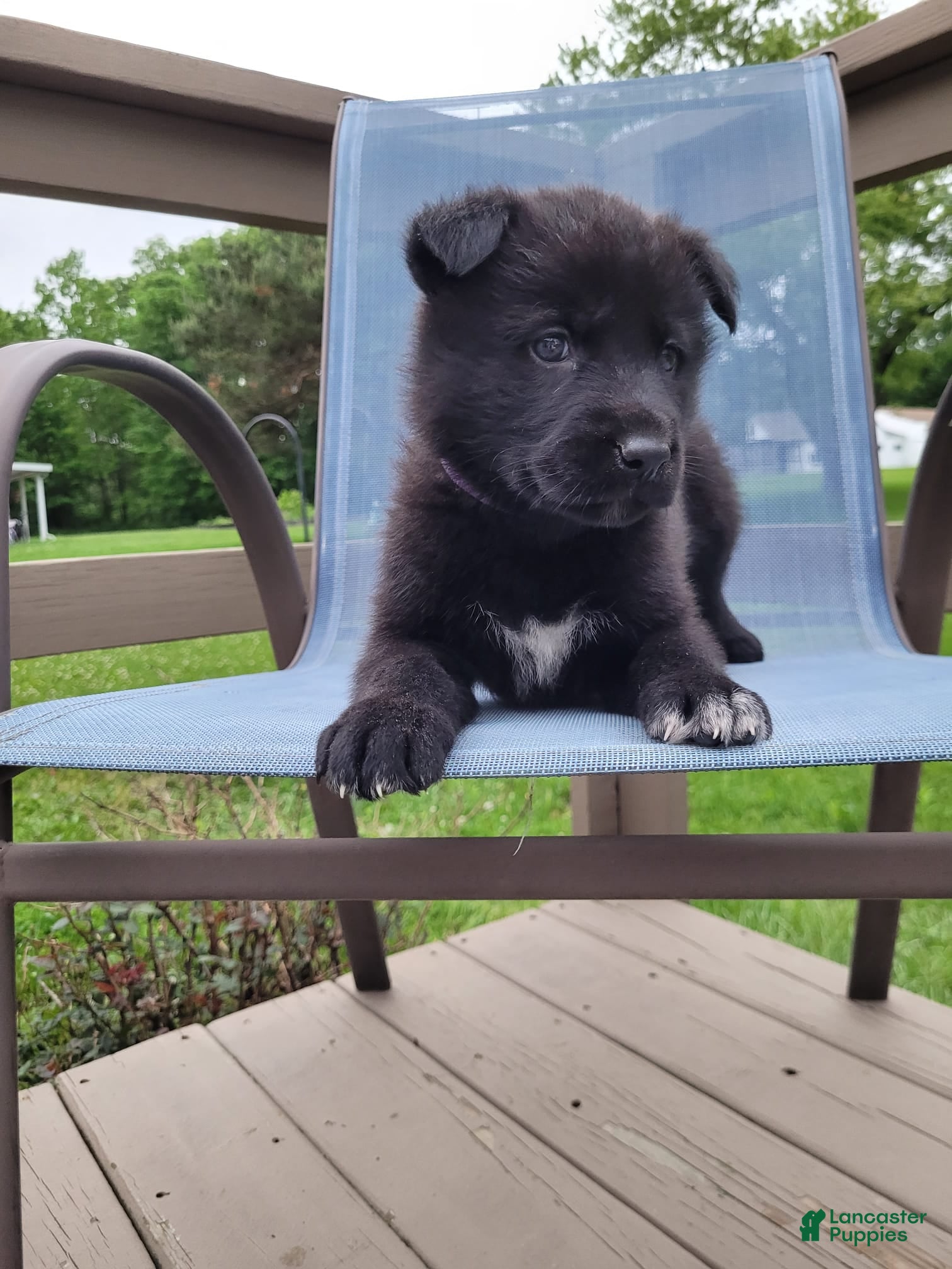 Mixed Breed dogs Sirius - Ad 2