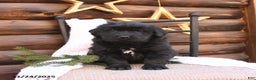 Newfoundland dogs for sale: Belle - Ad 2