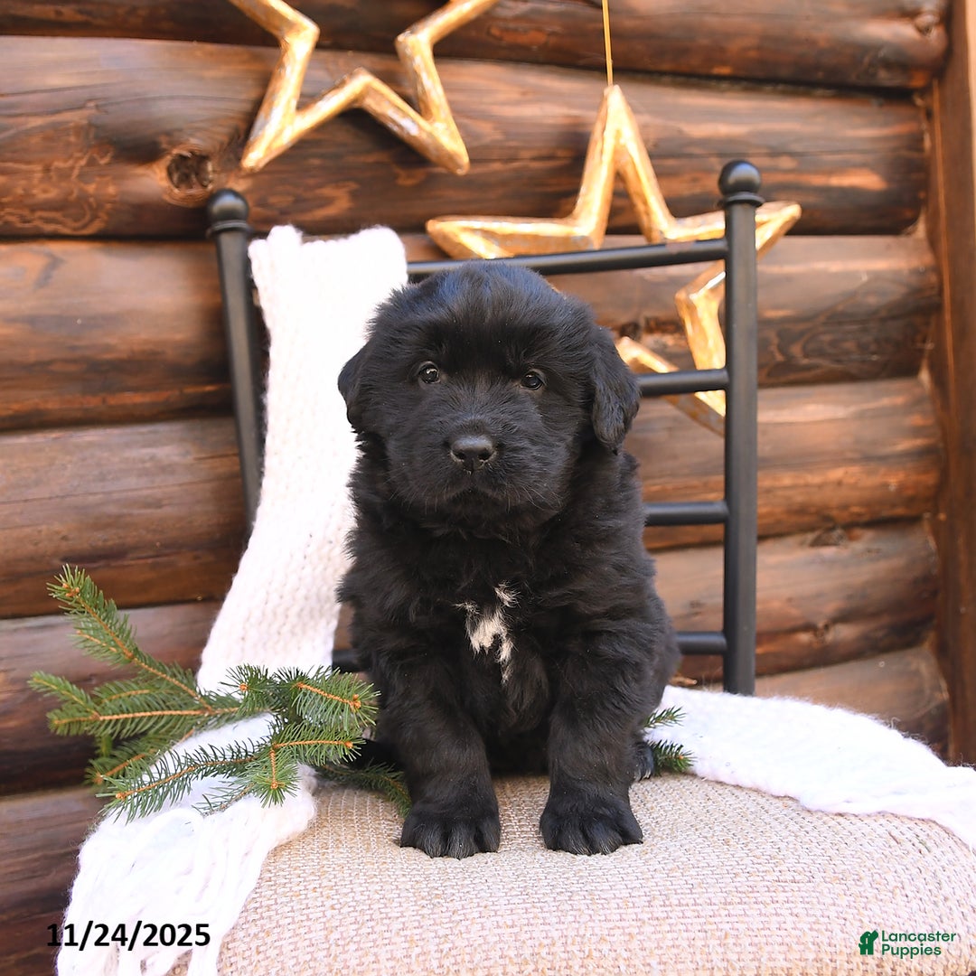 Newfoundland dogs for sale: Belle - Ad 2