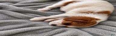 Cavalier King Charles Spaniel 2