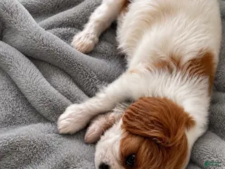 Cavalier King Charles Spaniel dogs Cavalier King Charles Spaniel 2 - Ad 39
