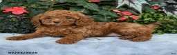 Cavapoo dogs for sale: Zayda - Ad 3