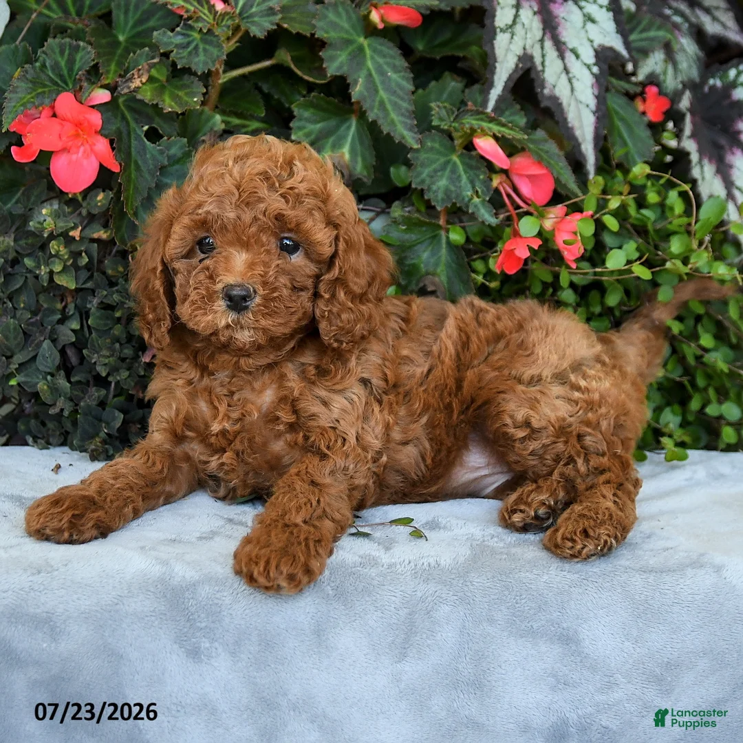Cavapoo dogs for sale: Zayda - Ad 3