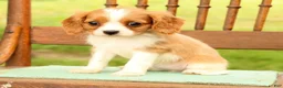 Cavalier King Charles Spaniel dogs for sale: Vanessa - Ad 8