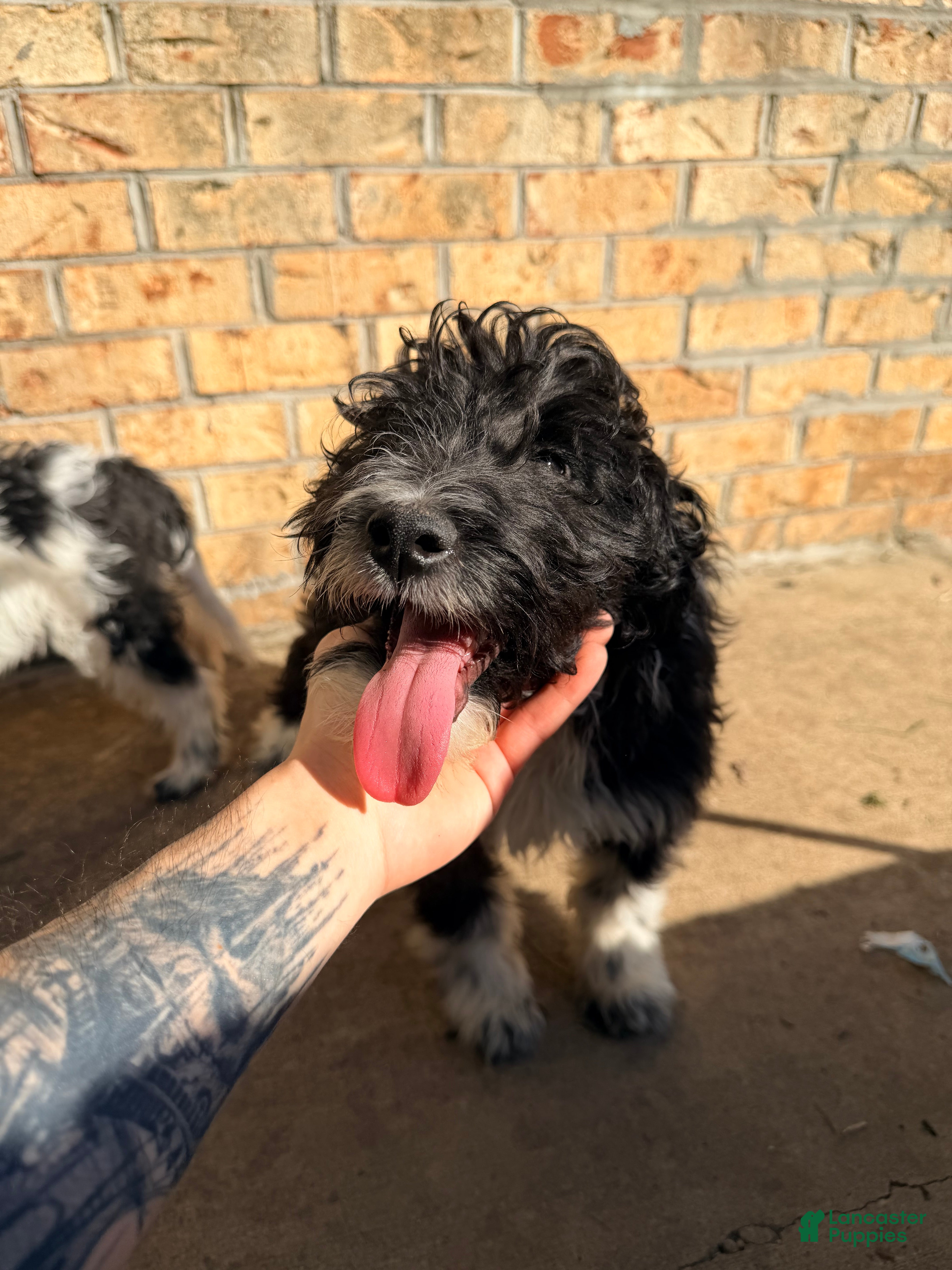 Sheltiedoodle dogs for sale: Shadow - Ad 2