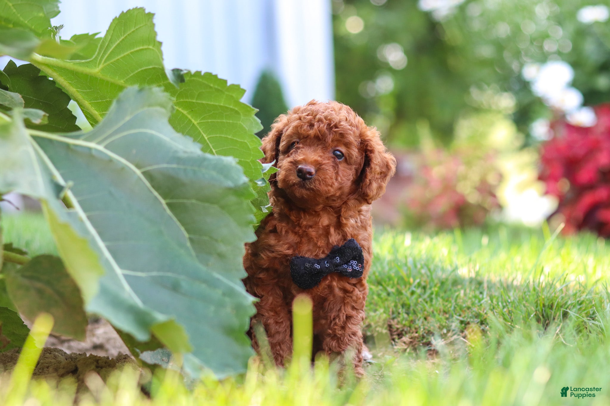 Miniature Poodle dogs Blake - Ad 1
