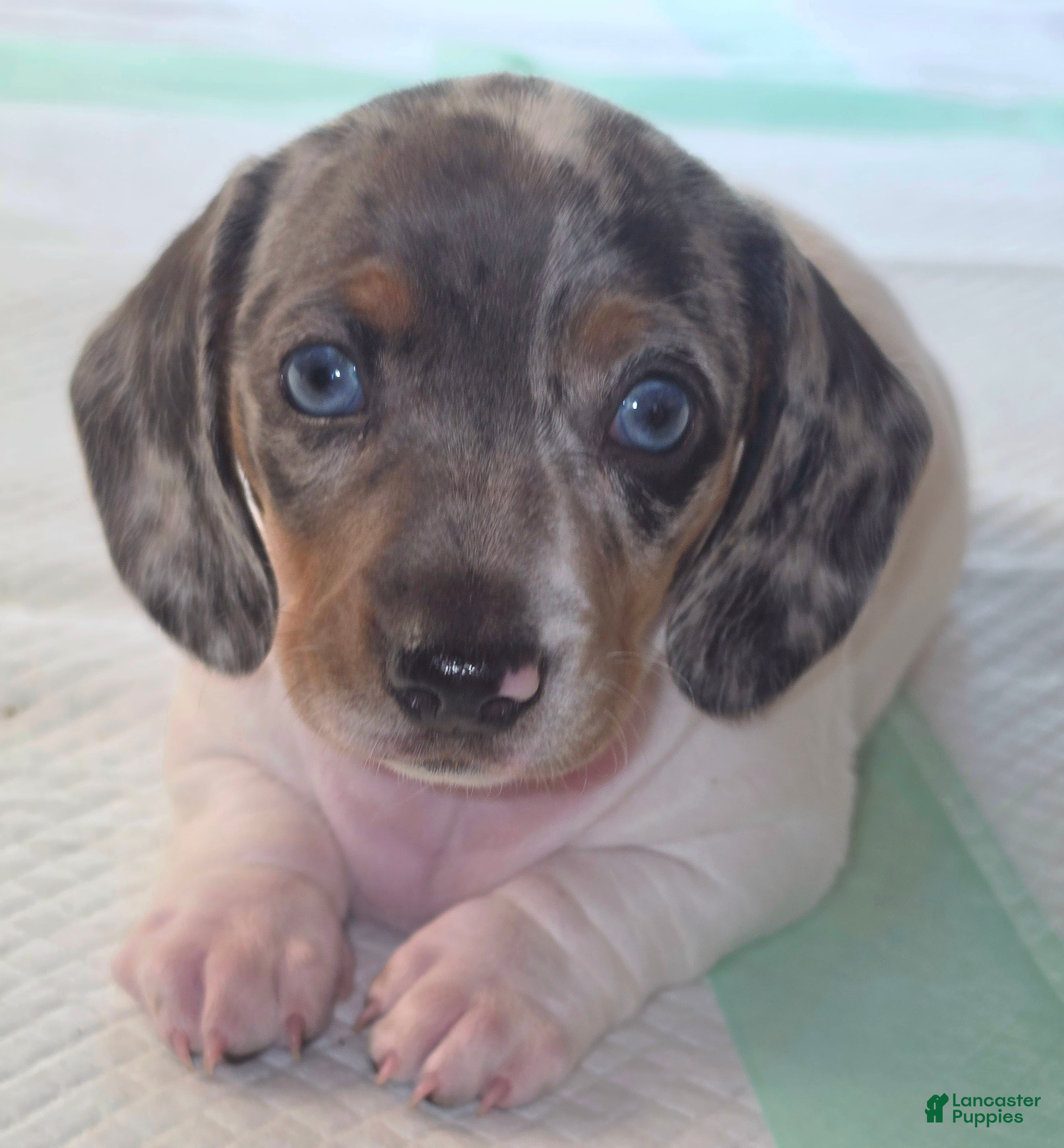 Dachshund dogs Dachshund 2 - Ad 1