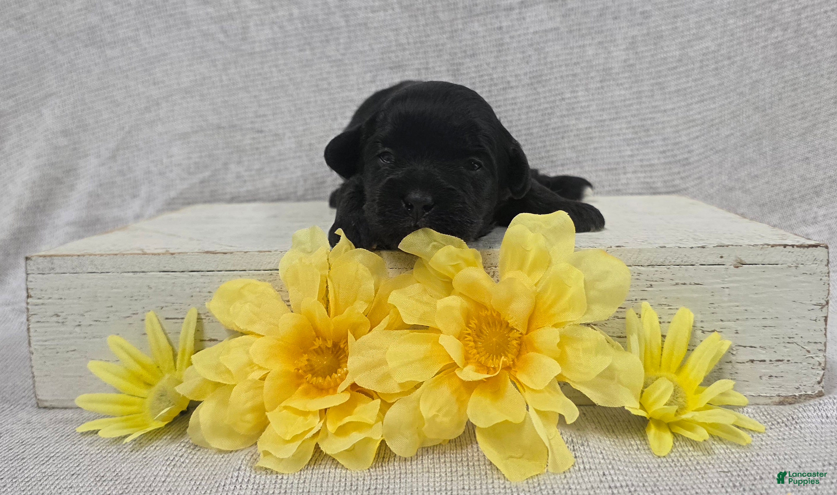 Shihpoo dogs Buddy - Ad 1