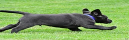Labrador Retriever dogs for sale: Reno - Ad 9