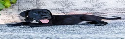 Great Dane dogs for sale: Bruce - Ad 4
