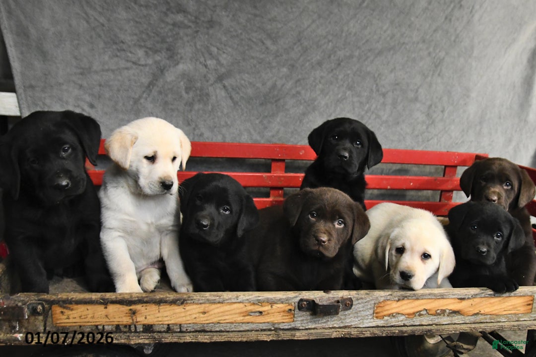 Labrador Retriever dogs for sale: Buster - Ad 4