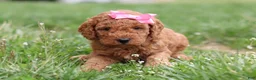 Mini Goldendoodle dogs for sale: Tessa - Ad 11