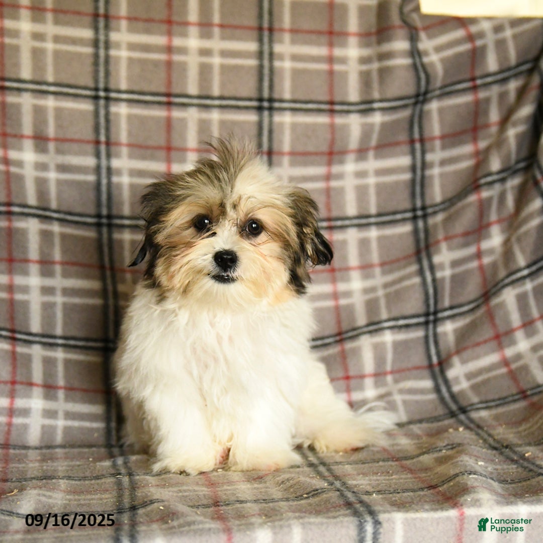 Shorkie dogs for sale: Karl - Ad 5