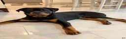 Rottweiler dogs for sale: Rottweiler 1 - Ad 6