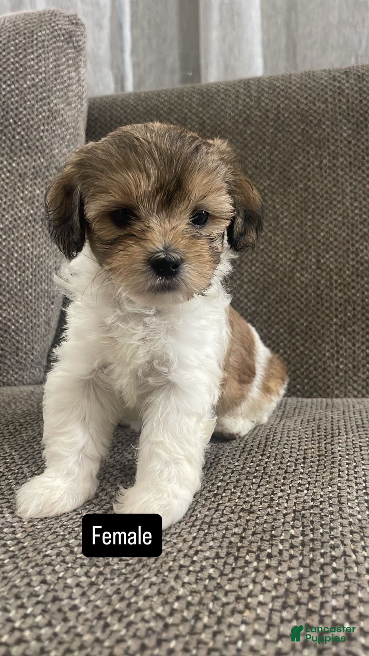 Mixed Breed dogs Mixed Breed 2 - Ad 3