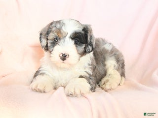 Mini Bernedoodle dogs - Ad 23