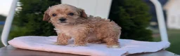 Miniature Poodle dogs for sale: Helix  - Ad 5