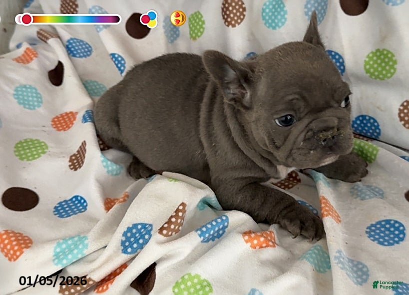 French Bulldog dogs Blue - Ad 14