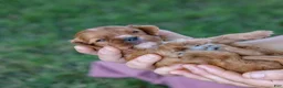 Cavalier King Charles Spaniel dogs for sale: Blondie  - Ad 7