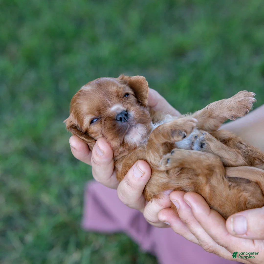 Cavalier King Charles Spaniel dogs for sale: Blondie  - Ad 7
