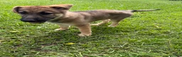 German Shepherd dogs for sale: Delilah - Ad 2