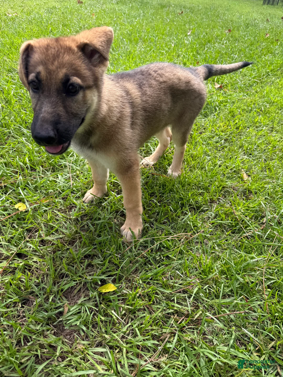 German Shepherd dogs for sale: Delilah - Ad 2