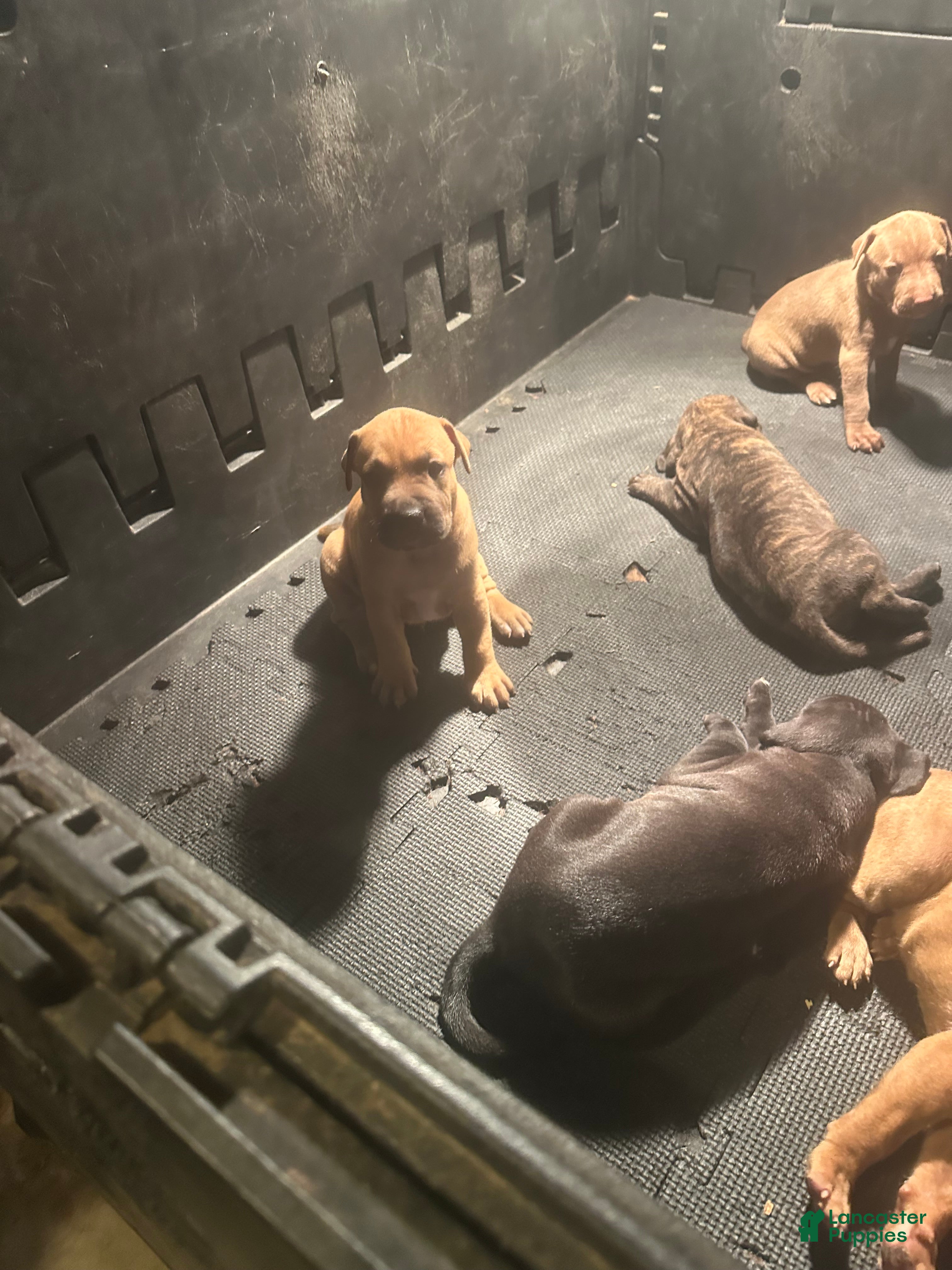 American Pit Bull Terrier dogs American Pit Bull Terrier 3 - Ad 17