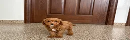 Cavapoo dogs for sale: Cavapoo F1b Male Puppy 2 - Ad 9