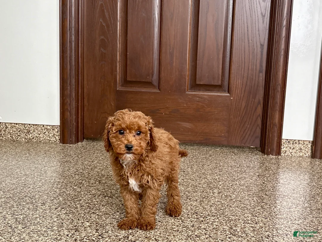 Cavapoo dogs for sale: Cavapoo F1b Male Puppy 2 - Ad 9