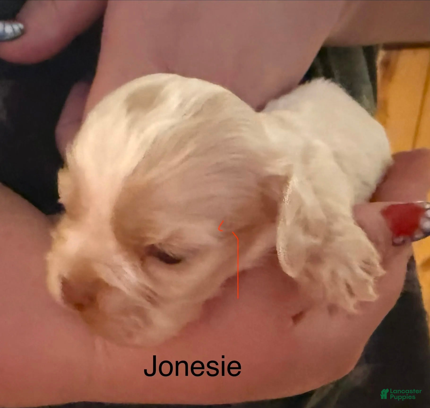 Cocker Spaniel dogs Jonesie - Ad 2