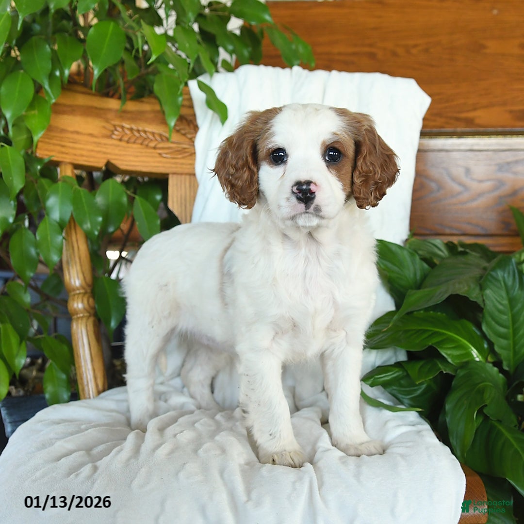 Cavapoo dogs for sale: Sage - Ad 2