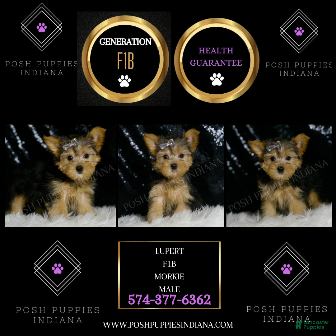 Morkie dogs for sale: Lupert - Ad 5