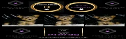 Morkie dogs for sale: Lupert - Ad 5