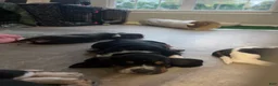 Basset Hound dogs for sale: Teddy - Ad 6