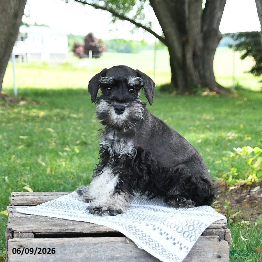 Miniature Schnauzer dogs Izzy - Ad 2