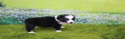 Australian Shepherd dogs for sale: Levi - Ad 5