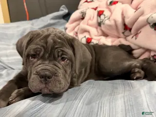 Cane Corso dogs Cane Corso Puppy 2 - Ad 20