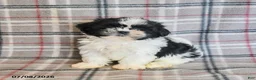 Shih Tzu dogs for sale: Kolby - Ad 12