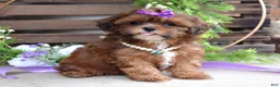 Shihpoo dogs for sale: Sterling - Ad 3