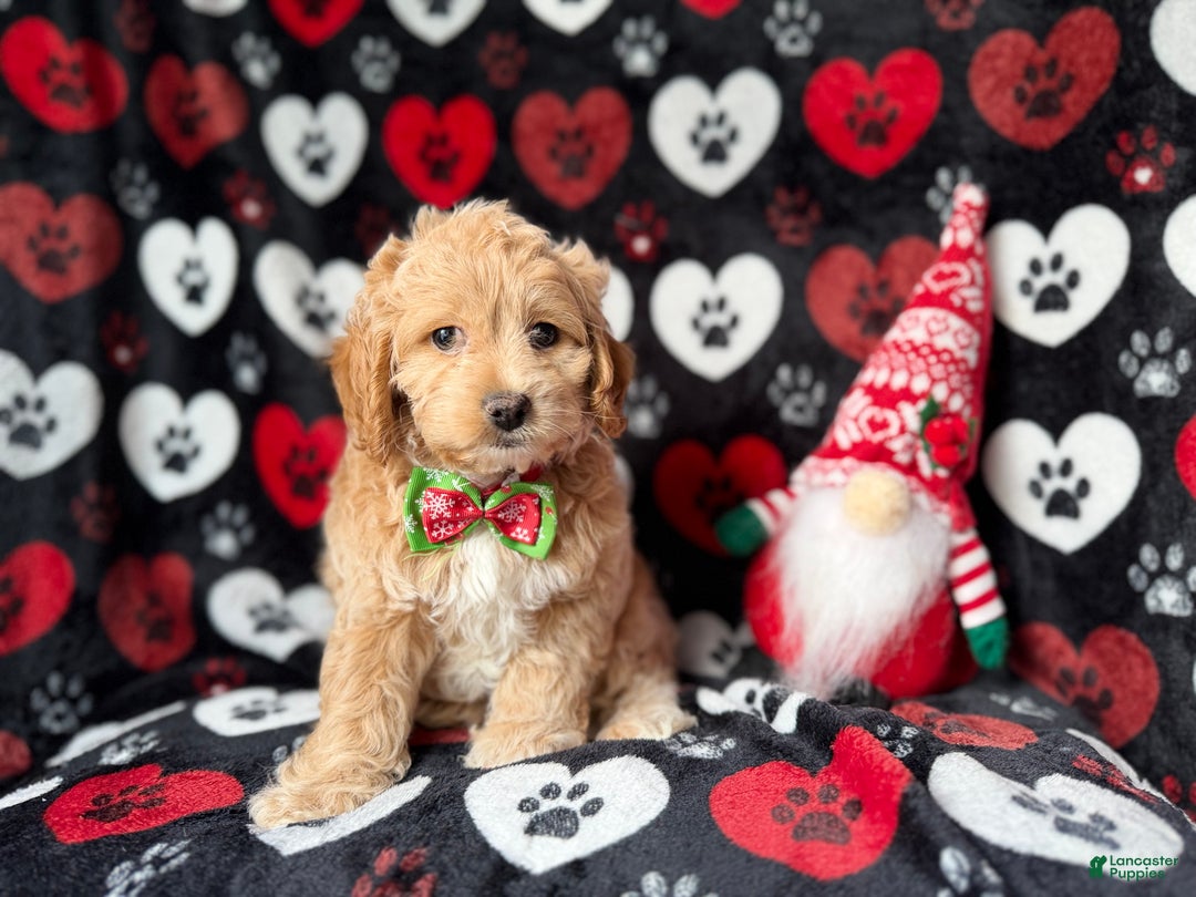 Cockapoo dogs for sale: Stocking - Ad 4