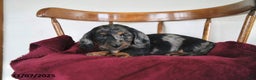 Miniature Dachshund dogs for sale: Snuggles   - Ad 2